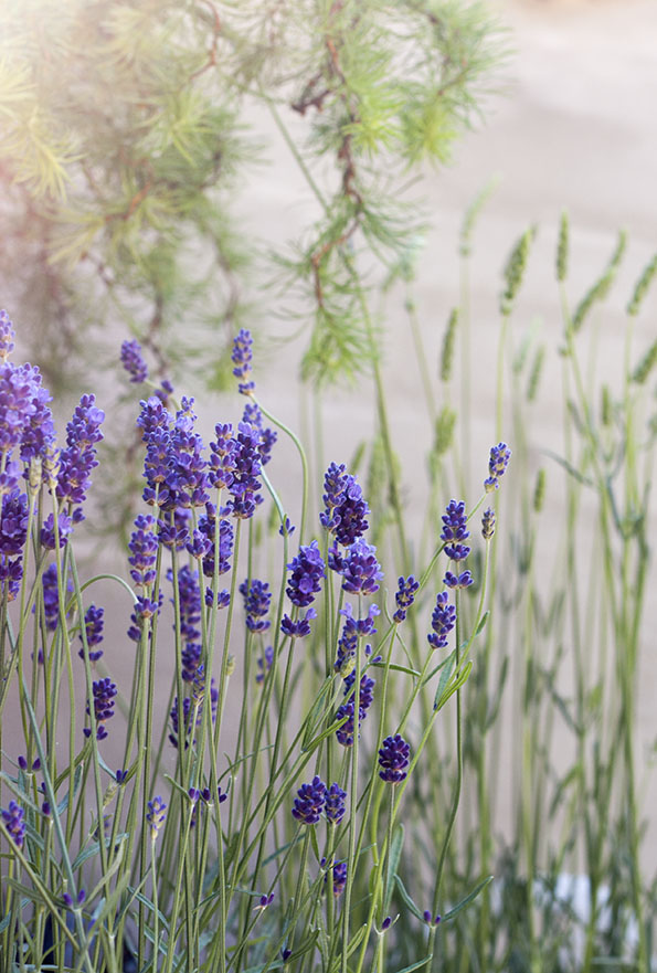 Lavendel-
